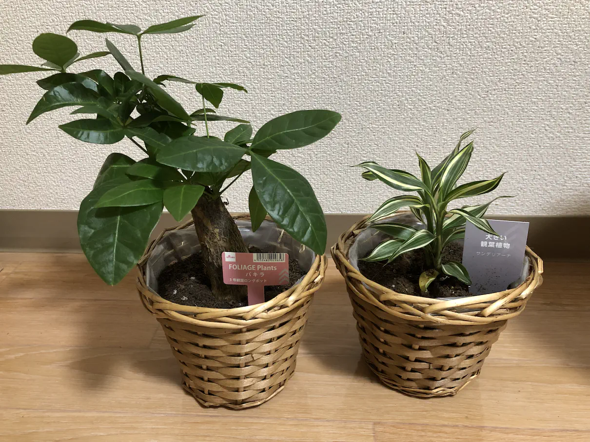 【激安】観賞植物買ってみた【丁寧な暮らし】