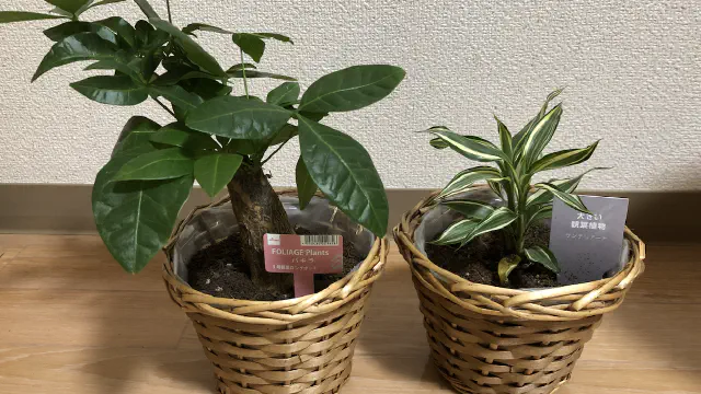 【激安】観賞植物買ってみた【丁寧な暮らし】